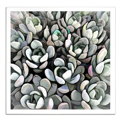 Echeveria Nova I