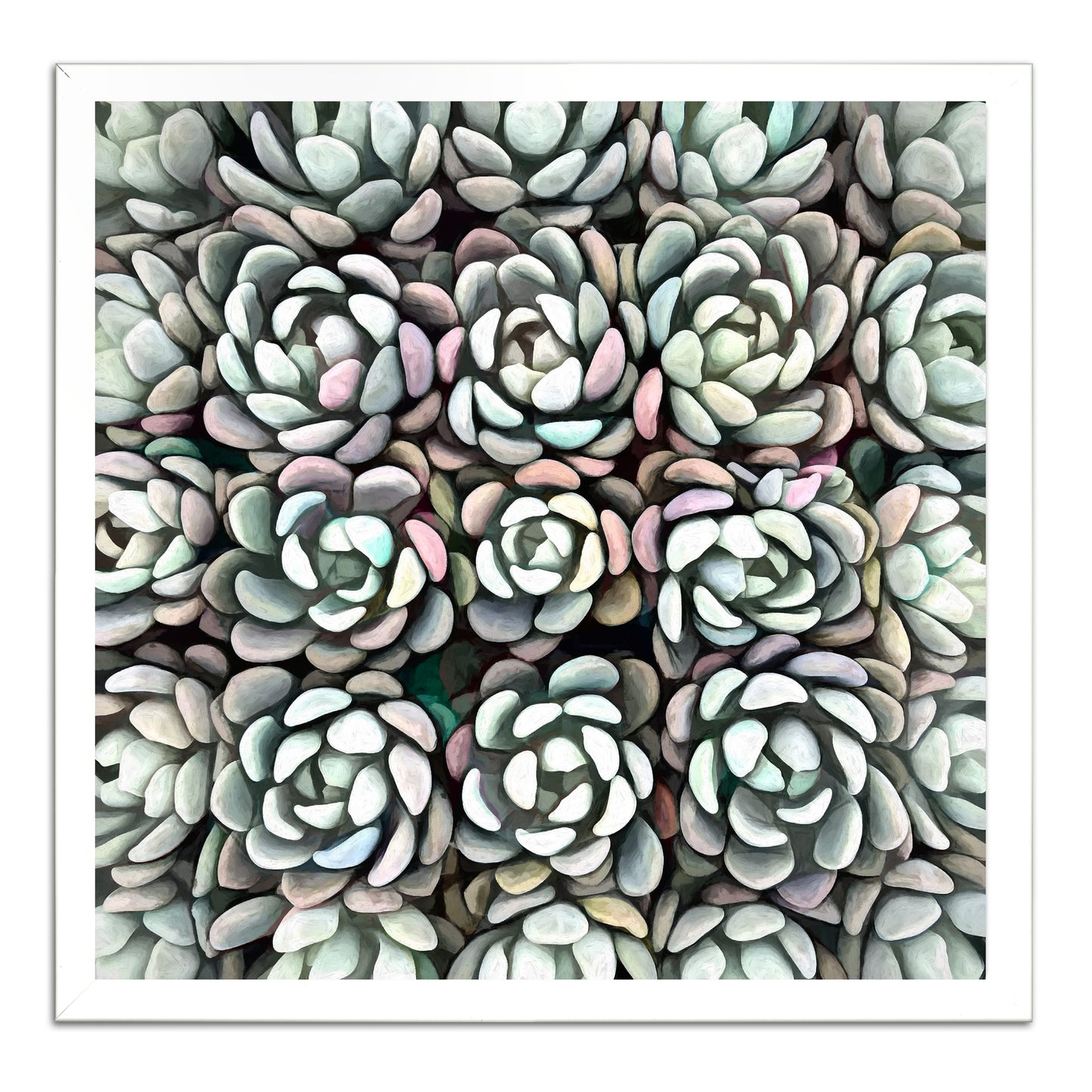 Echeveria Nova II