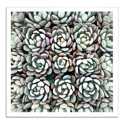 Echeveria Nova II