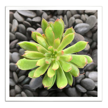 Echeveria Spruce Oliver II