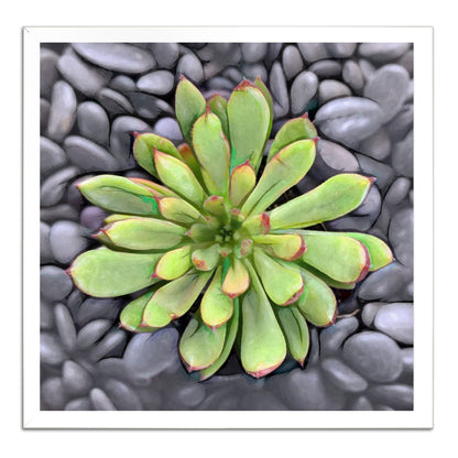 Echeveria Spruce Oliver