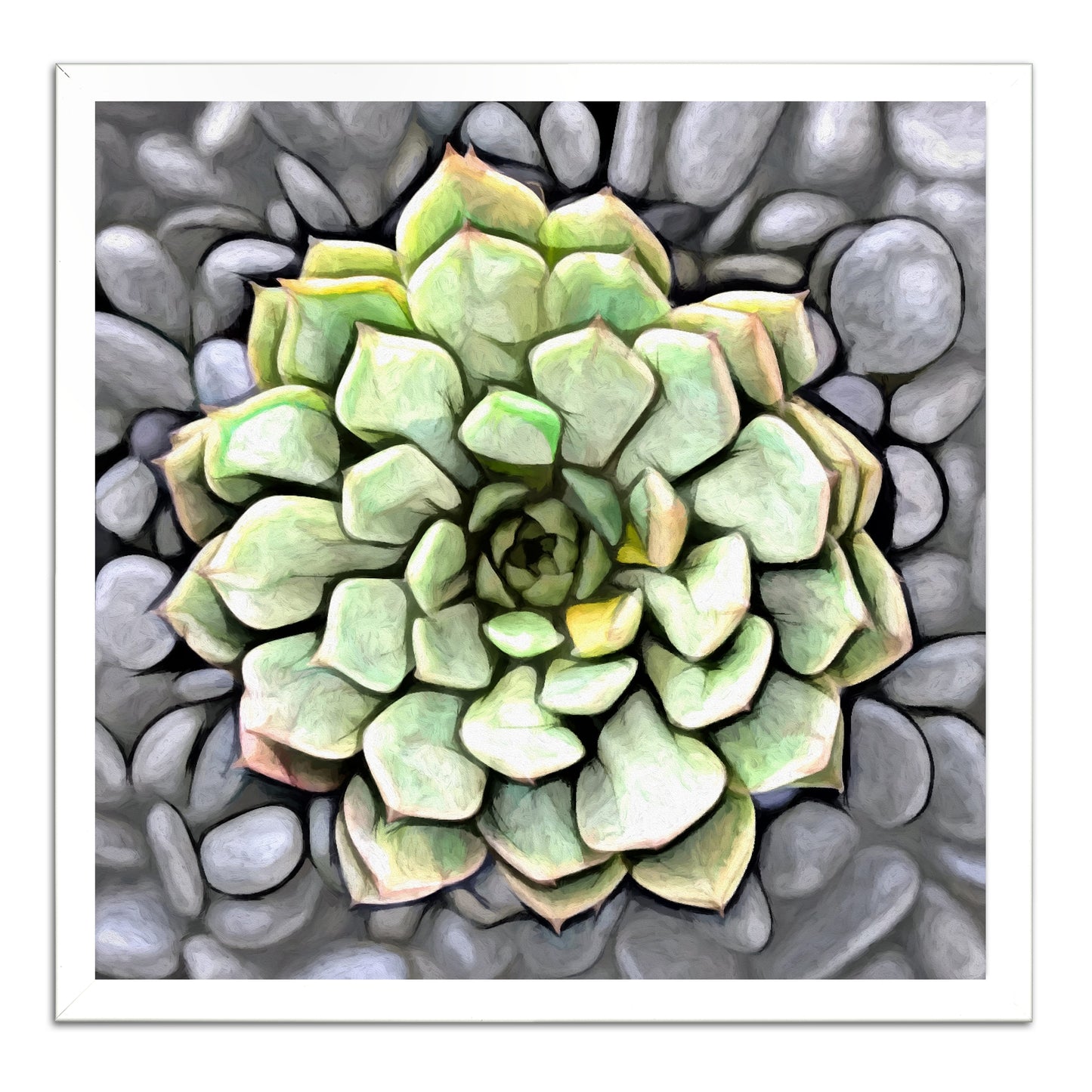 Graptoveria Olivia