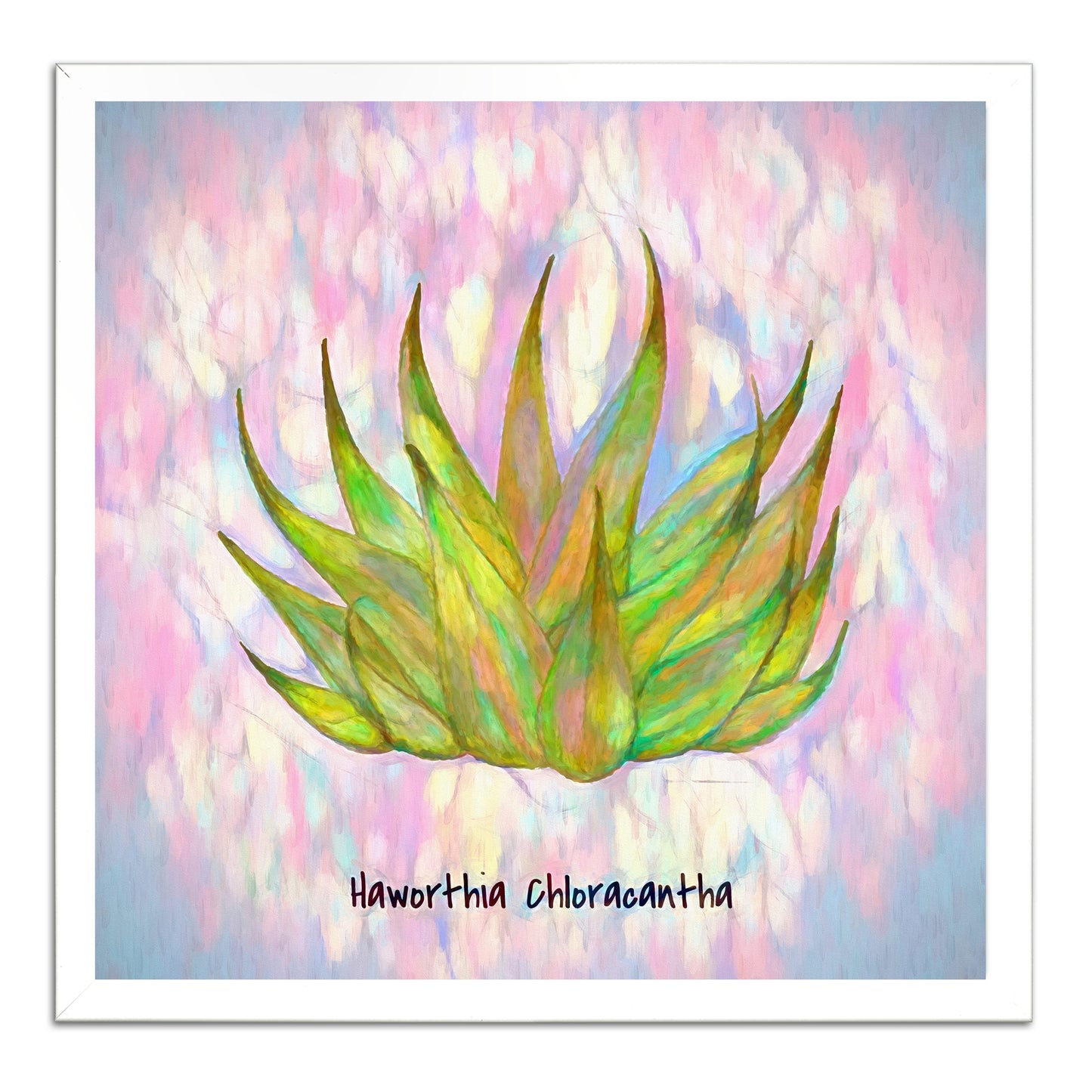 Haworthia Chloracantha