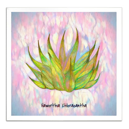 Haworthia Chloracantha