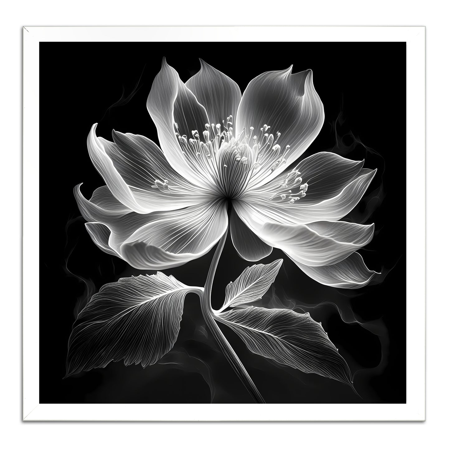 Xray Jasmine II