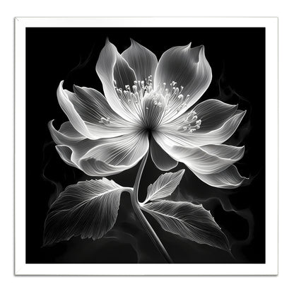 Xray Jasmine II