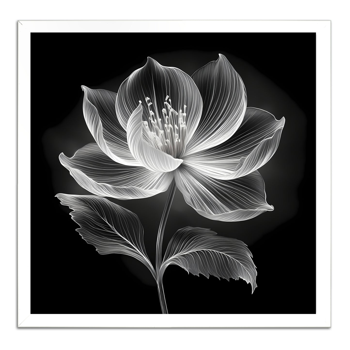Xray Jasmine III