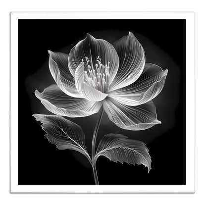 Xray Jasmine III